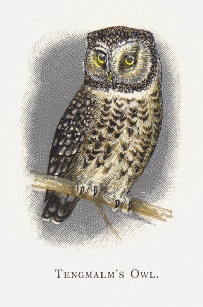 De Ruigpootuil door Alexander Francis Lydon
